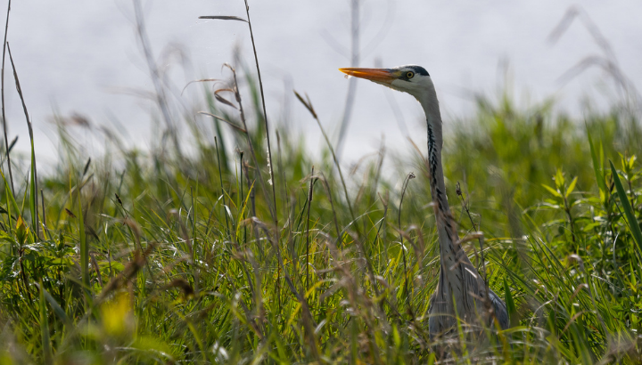 Sur les bords du Loch